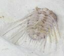 Bargain, Spiny Kettneraspis Trilobite - Oklahoma #42856-2